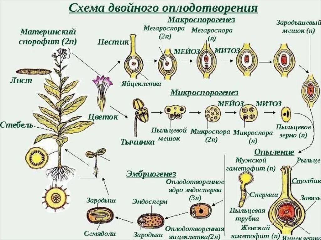 Схема двойного оплодотворения у цветковых растений. Оплодотворение покрытосеменных растений схема. Двойное оплодотворение у покрытосеменных растений. Схема двойного оплодотворения у покрытосеменных растений цветковых.