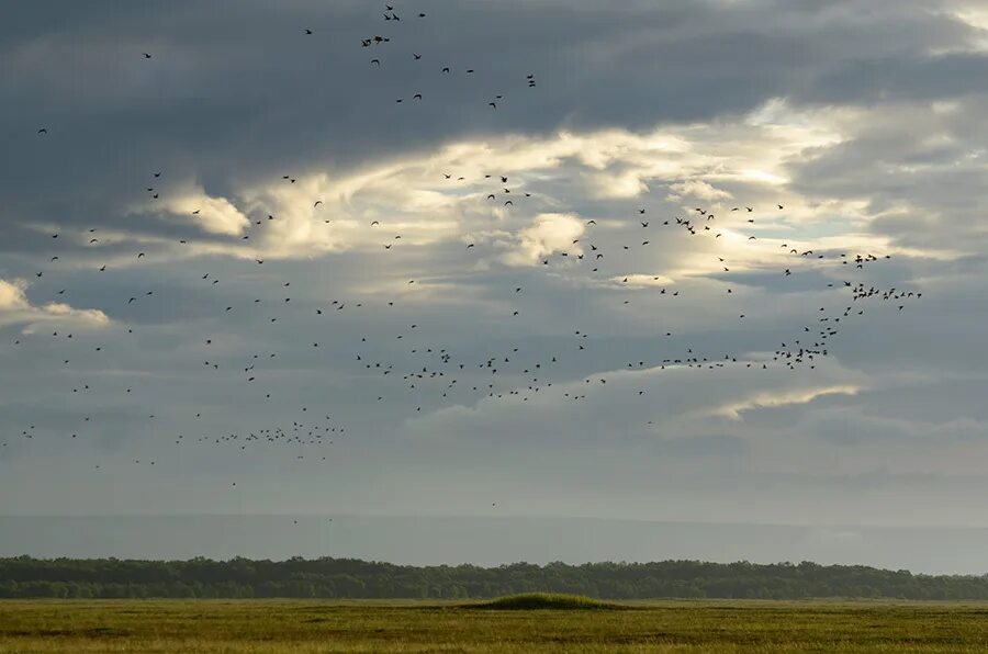 Птицы над полем. Стая птиц над полем. Птицы летающие над полем. Птицы в поле.