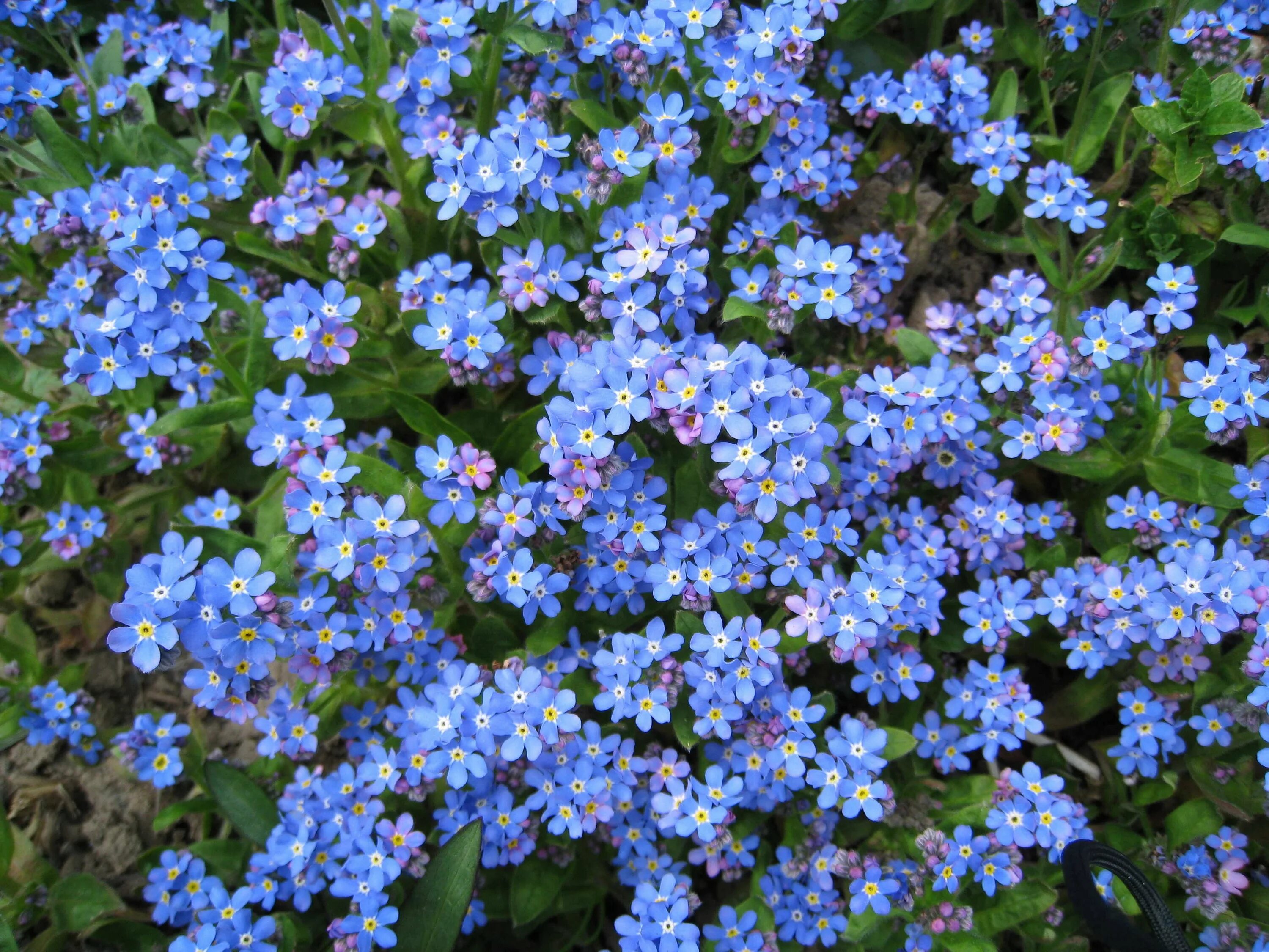 Альпийская Незабудка Блу Болл. Незабудка Альпийская (Myosotis alpestris). Незабудка Альпийская Victoria hellblau. Незабудка Помпадур многолетник.