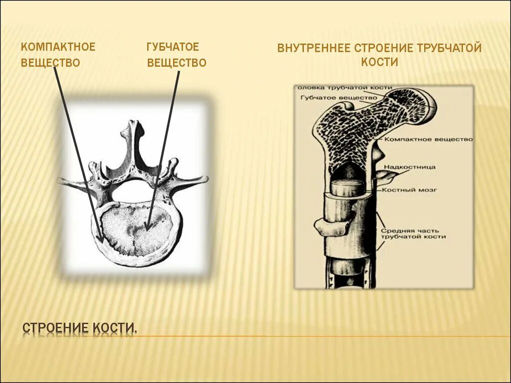 Строение кости. Строение губчатой кости. Строение трубчатой кости. Внутреннее строение кости.