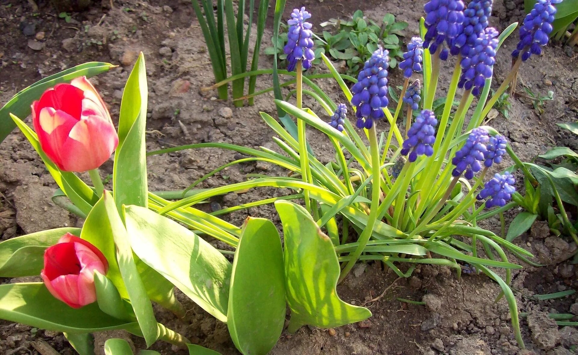 Первые цветы на даче название и фото. Гиацинт Крокус ,рябчик. Мускари Крокус тюльпан гиацинт. Луковичные растения мускари. Мускари первоцветы луковичные.