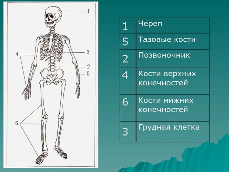 Сколько костей у новорожденного. Скелет человека. Сколько всего костей в скелете человека. Скелет человека ЕГЭ. Скелет туловища.