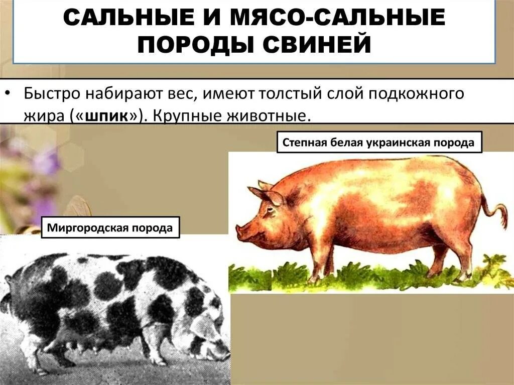 Мясо сальные породы свиней. Мясное направление свиней. Дюрок поросята характеристика. Классификация мясных пород свиней. Породы свиней и направления.