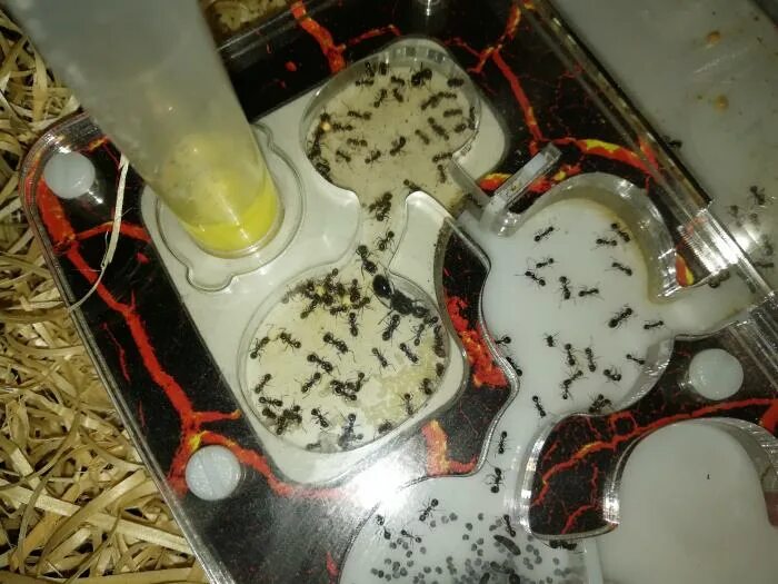 Муравьи ферма. Козлятник +свинарник+курятник. Муравьиная ферма с муравьями жнецами. Муравьиная ферма формикарий. Муравьи жнецы messor structor матка.