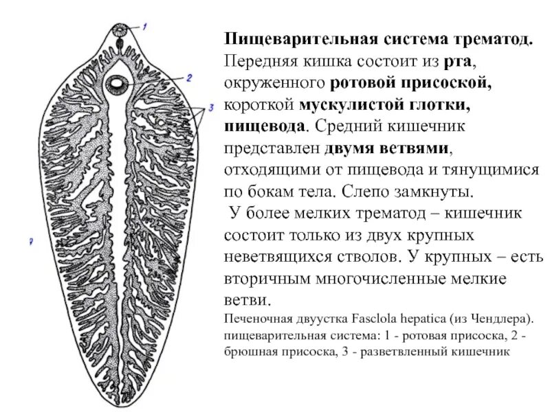 Печеночные сосальщики кишечник. Пищеварительная система печеночного сосальщика. Плоские черви строение печеночный сосальщик. Строение пищеварительной системы печеночного сосальщика. Печеночный сосальщик строение.