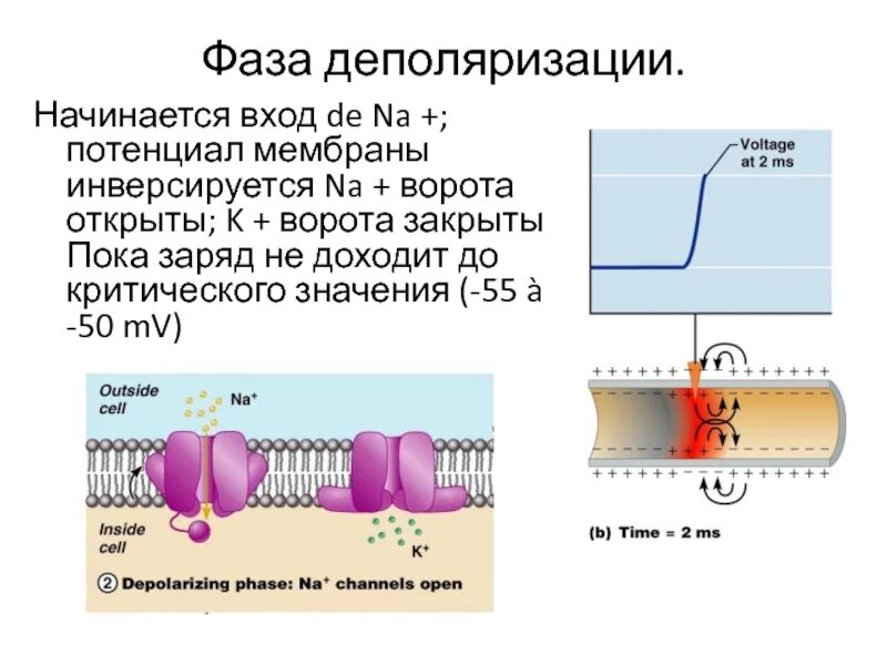 Мембранный потенциал деполяризация мембраны. Деполяризация мембраны это. Деполяризация клеточной мембраны. При деполяризации мембраны.