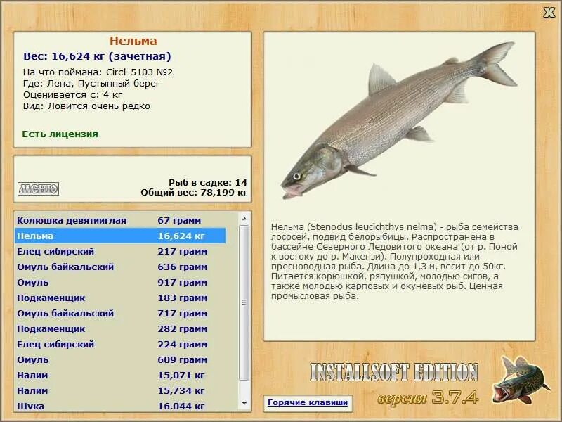 снасти на рыбу нельма. реальная рыбалка рыбы. поймал горбушу. нельма вес рыбы. реальная рыбалка клевало.