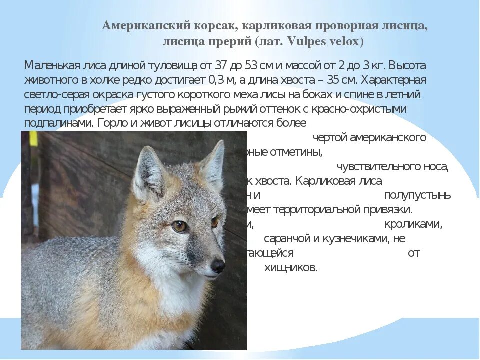 Признаки внешнего строения лисицы