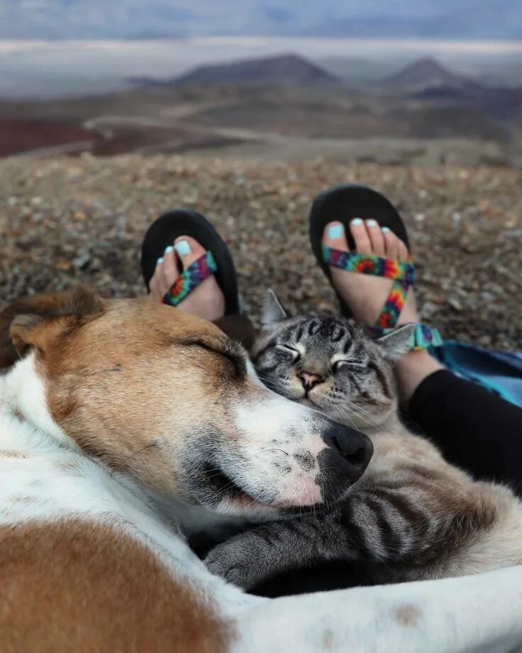 For their fur. Собака путешественник.