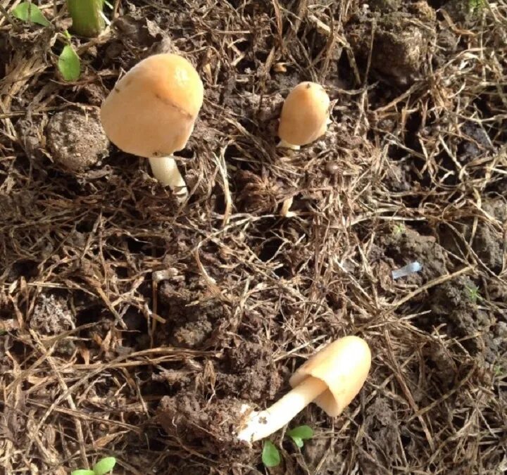 Посеять грибы. Грибы растущие в огороде. Грибы в огороде выросли. В теплице растут грибы что. Грибы которые растут в огороде.