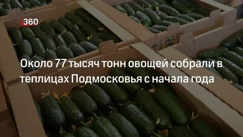 Собрали 364 тонны овощей