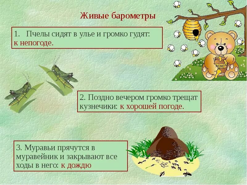 Живые барометры в природе для защиты проекта "Пиявки живые барометры"