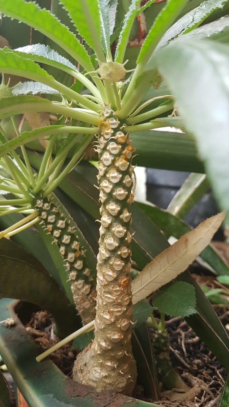 A madagaszkári gumólábfa, madagaszkári pálma (Pachypodium lamerei) gondozása Mad
