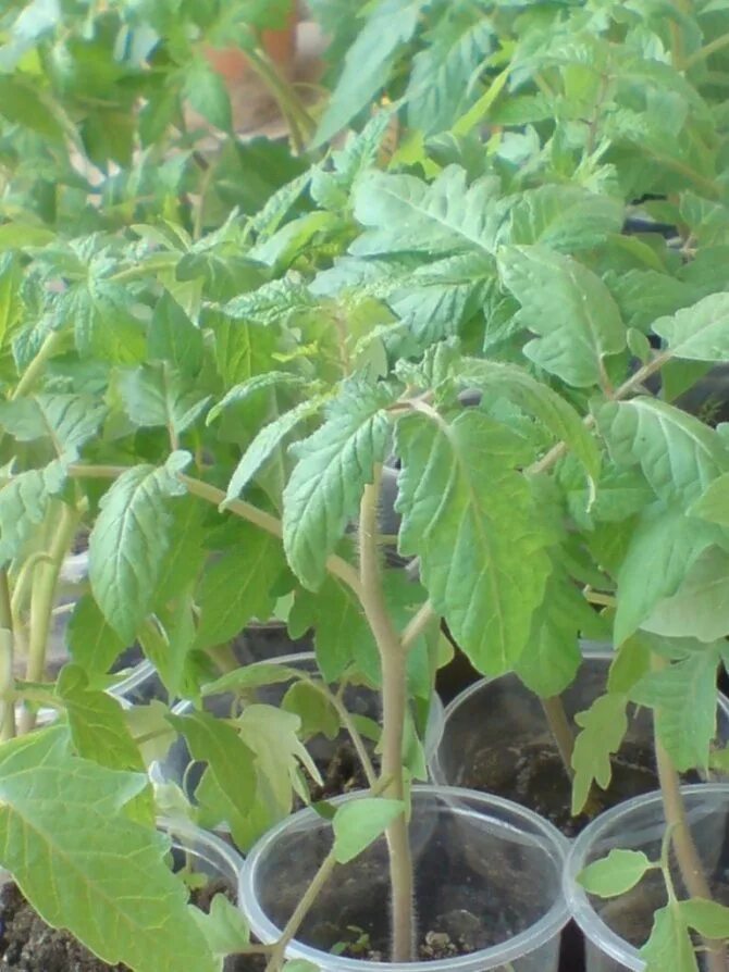 Рассада томатов с круглой листвой сорт. Томат мексико с картофельными листьями. Томаты с картофельными листьями. Томат картофельный лист. Томаты с картофельными листьями.