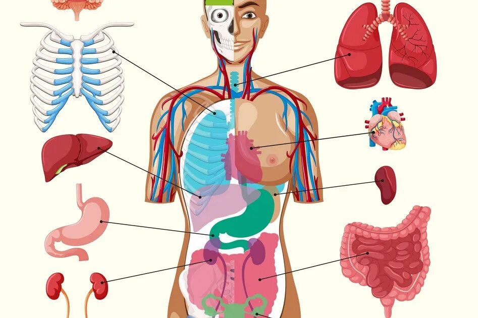 Human organs. Тело человека органы. Тело человека со ргнами. Макет внутренних органов человека. Внутренние органы человека для детей.