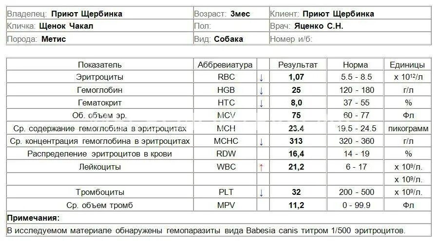 Пса крови по возрасту. Анализ крови собаки при пироплазмозе. Общий анализ крови при бабезиозе у собак. Анализ на пироплазмоз у собак расшифровка. ОАК при пироплазмозе у собак.