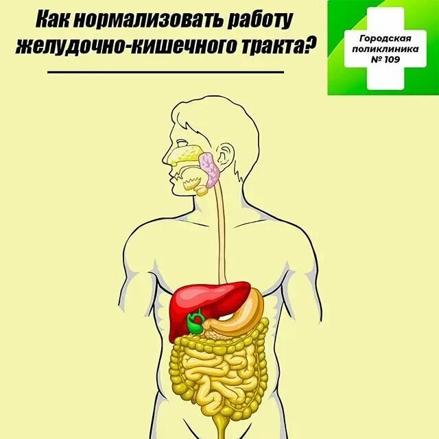 Как наладить жкт у взрослого. Здоровый и больной кишечник. жкт и питание. для улучшения пищеварения. нормализация работы жкт.