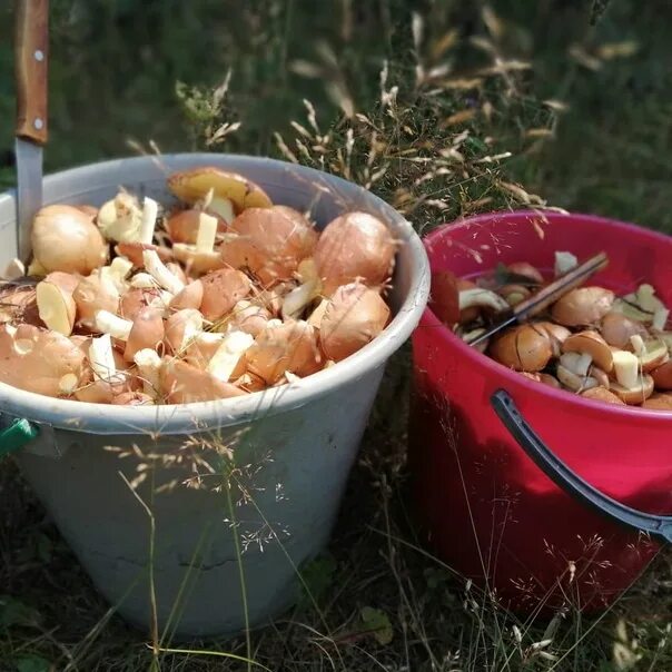 Грузди в пластиковой упаковке которые продавались в ашан. Грибы в египте. Что за гриб. Форум грибников казани. Форум грибников казани.