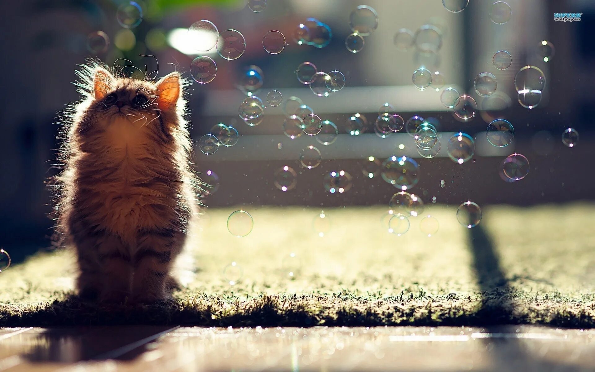 Котенок и мыльные пузыри. Милые котята. Мыльные пузыри для кошек. Позитивный фон на рабочий стол. Красивый позитивчик