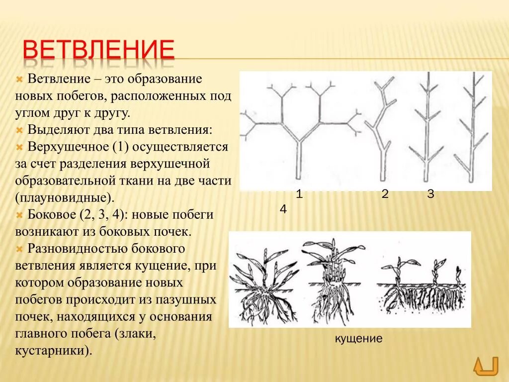 Порядок нарастания. Типы ветвления стебля. Типы ветвления побегов ботаника. Типы ветвления побегов таблица. Схемы ветвления побегов.