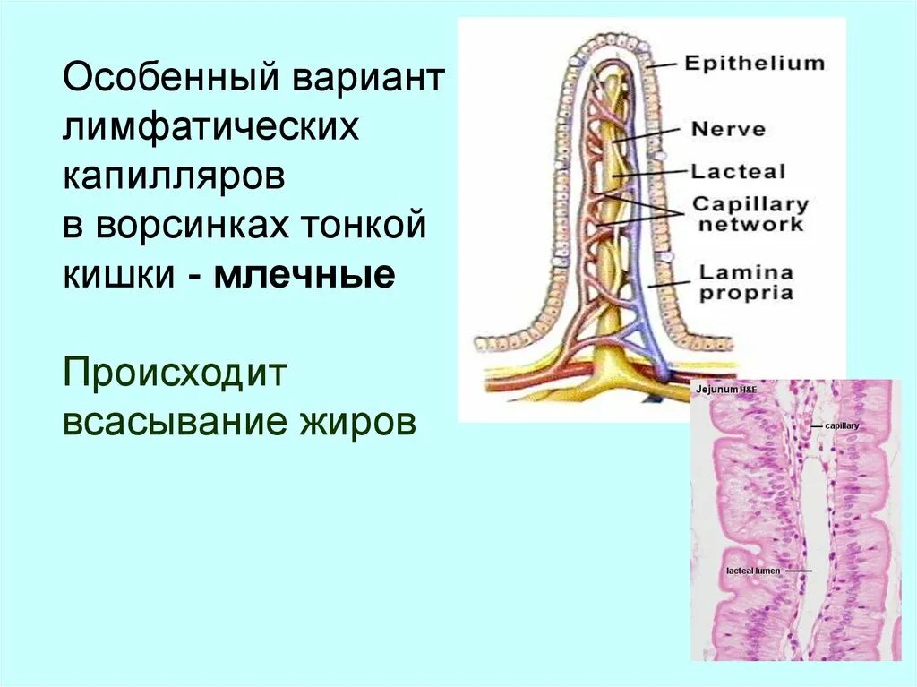 Капилляр кишечной ворсинки. Лимфатические капилляры. Лимфатический капилляр ворсинки. Что всасывается в лимфатические сосуды кишечной ворсинки. Всасывание жиров ворсинками кишечника