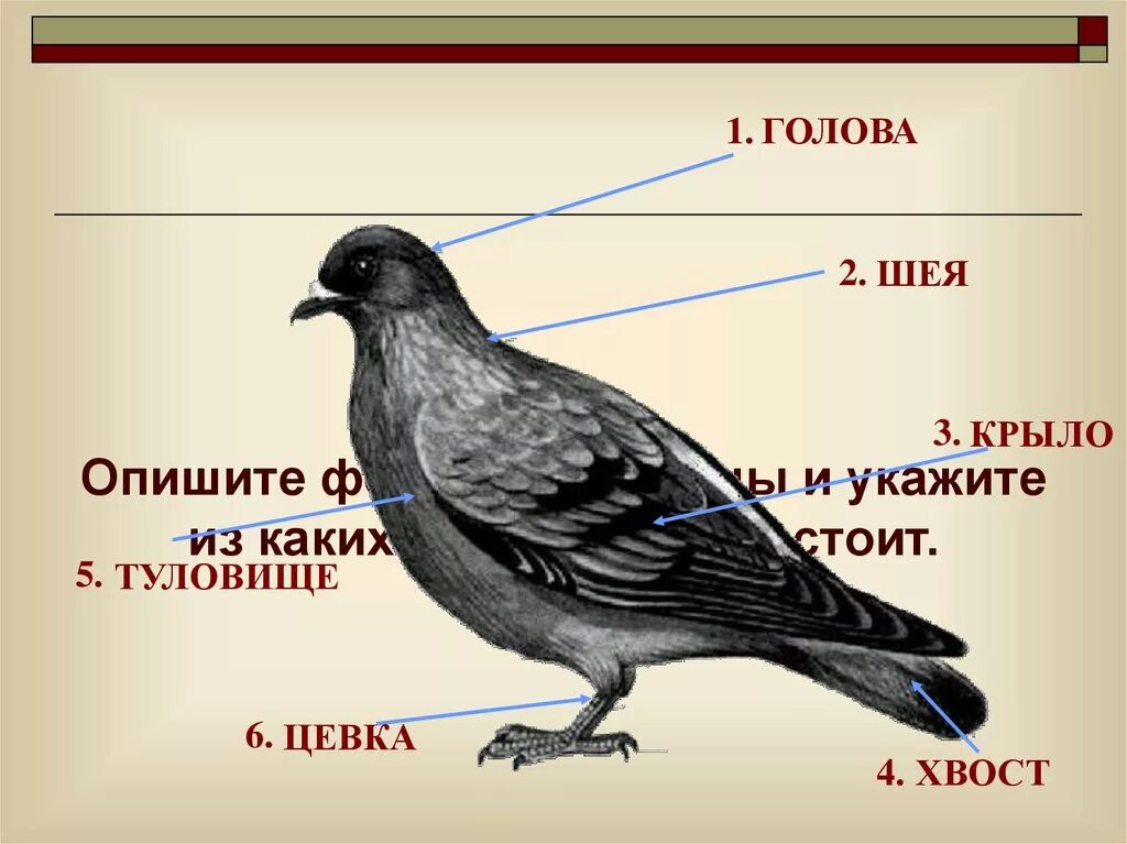 Для чего служит киль у птиц. Строение птицы. Цевка у птиц. Внешнее строение птиц. Форма тела птиц.