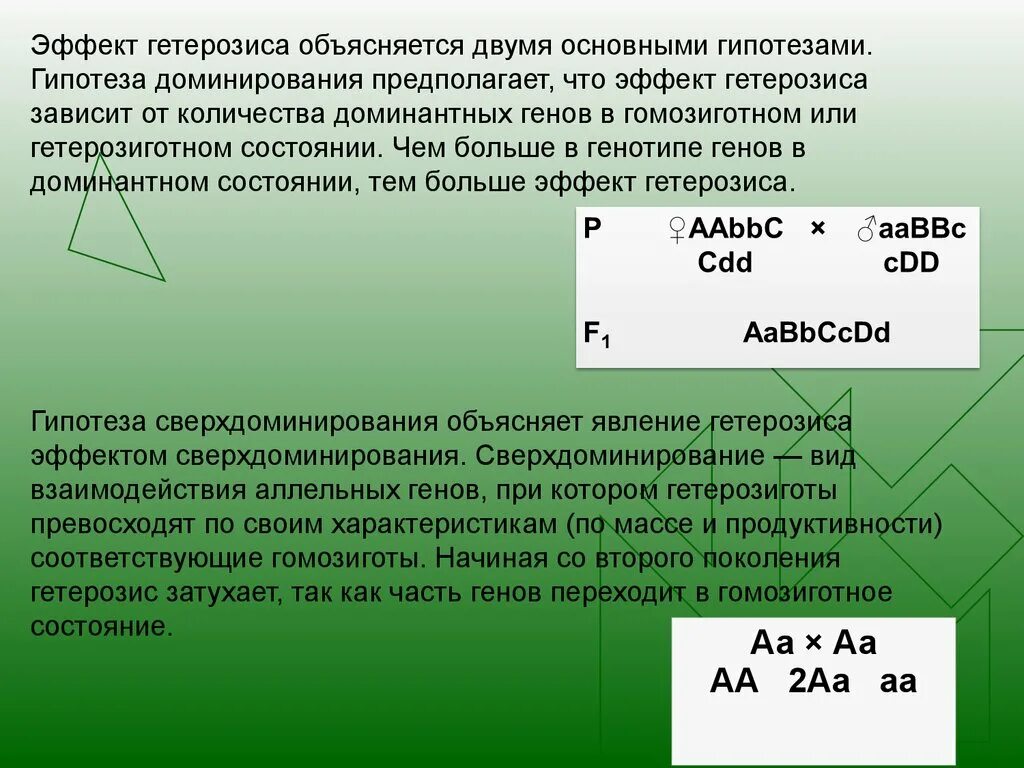 Явление гетерозиса. Гипотезы гетерозиса. Гипотеза доминирования. Эффект гетерозиса.