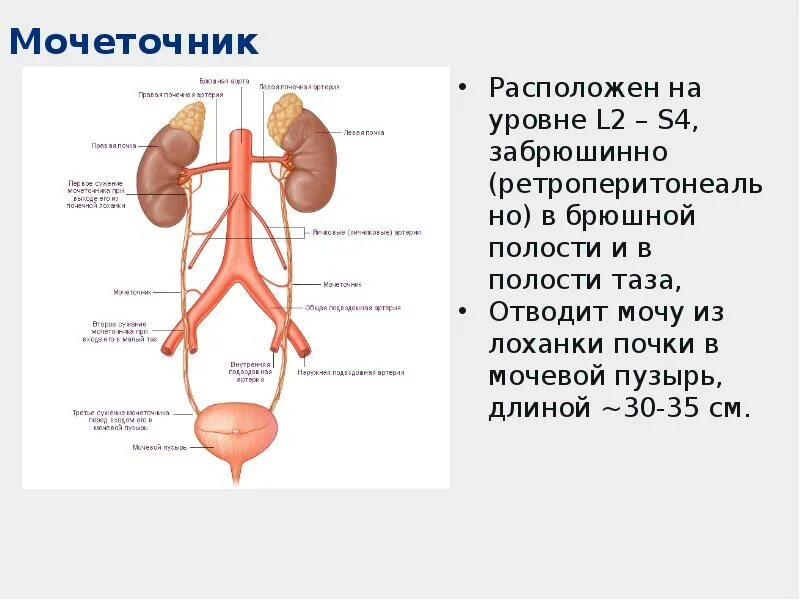 Анатомия человека мужская Мочеполовая система. Мочеполовая система женщины и мужчины анатомия. Мочеполовой аппарат мужчины вид спереди и справа. Органы мочеполовой системы схема.