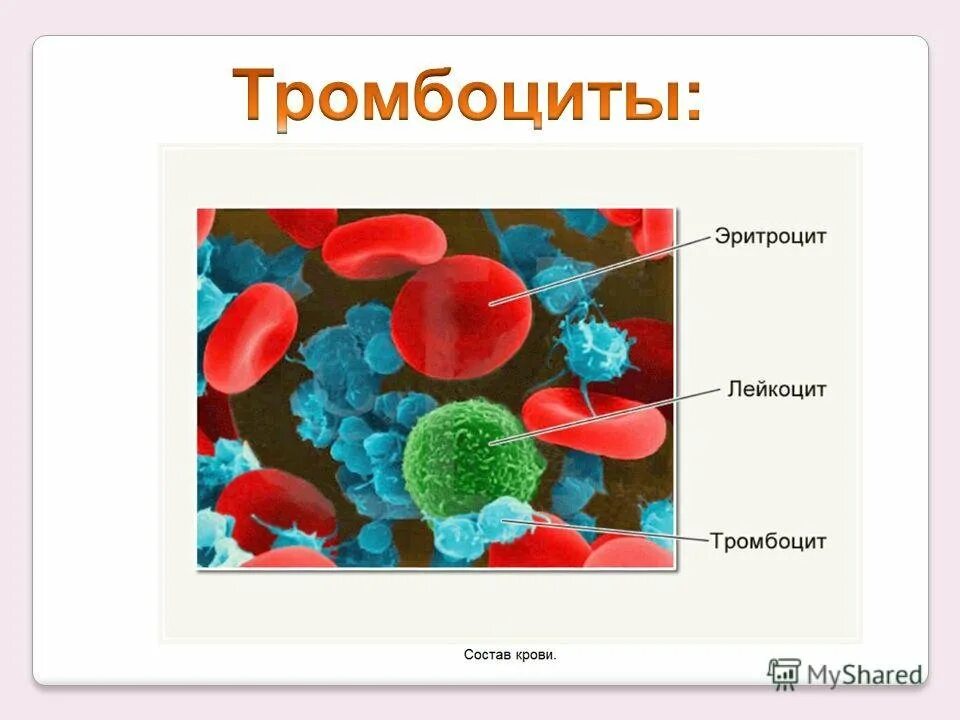 Эритроциты и лейкоциты и антитела. Эритроциты лейкоциты тромбоциты. эритроциты лейкоциты тромбоциты рисунок. клетки крови эритроциты лейкоциты тромбоциты. строение эритроцитов лейкоцитов и тромбоцитов.
