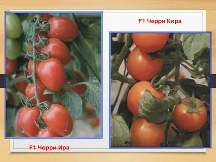 Характеристика томата черри ира
