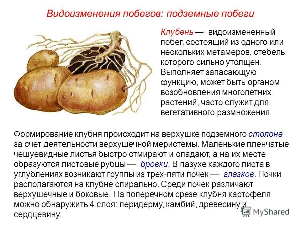 Доказать что клубень и луковица видоизмененные побеги. Подземные побеги корневище клубень луковица. видоизменённый стебель картофеля. видоизмененные подземные побеги клубень. подземные видоизменения побегов клубень.