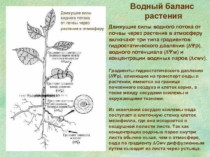 Потенциальное растение. Способы поступления воды в растения. Водный баланс растений. Способы регуляции водного баланса у растений. Водный обмен растений.