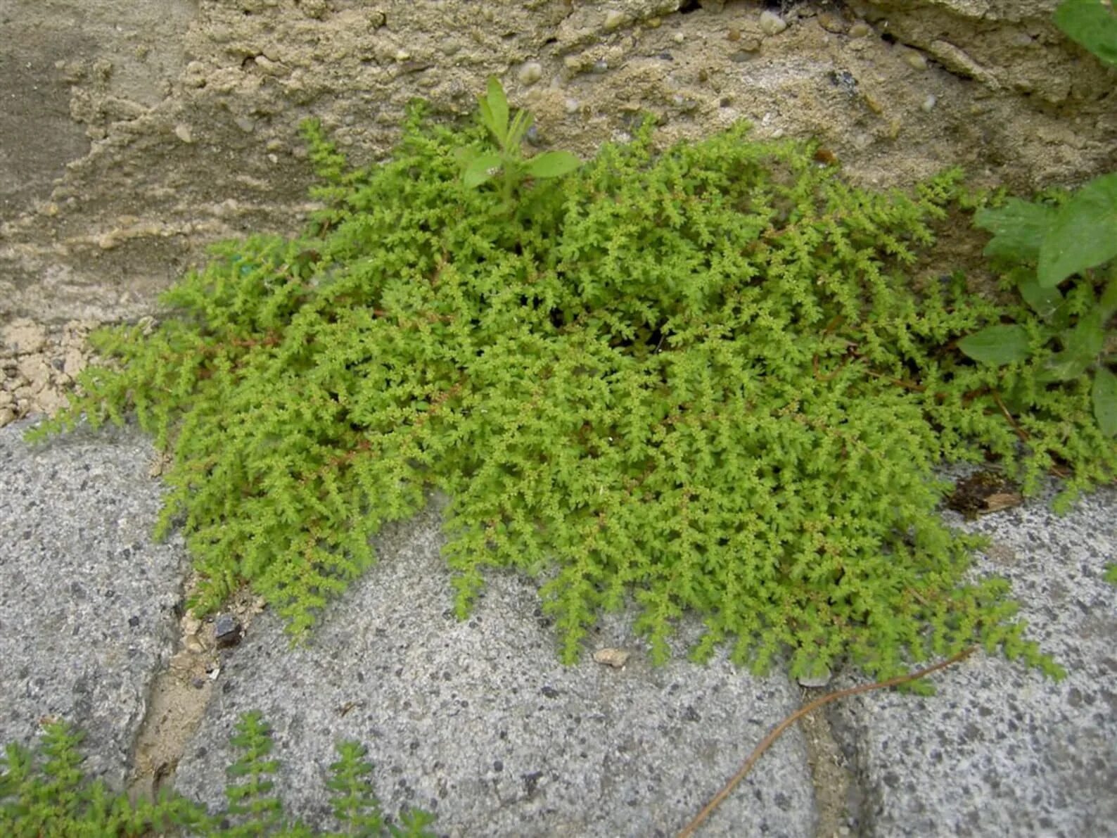 Стелющаяся пелена. Грыжник гладкий (Herniaria glabra). Грыжник (Herniaria). Почвопокровные грыжник. Грыжник гладкий (Herniaria glabra) Green Creeper.