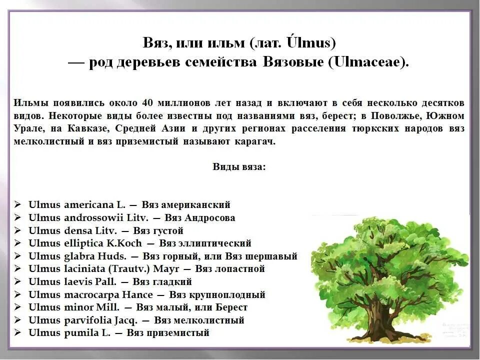 Карагач описание. Характеристика листа вяза. Вяз обыкновенный характеристика. Вяз дерево описание. Вяз характеристика дерева.