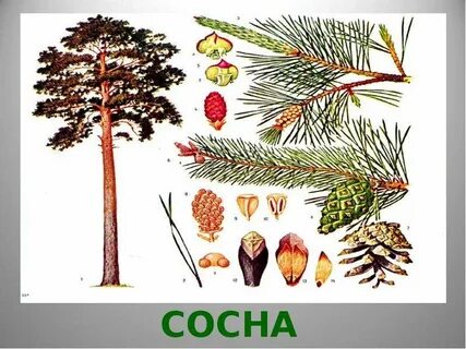 Сосна 3 класс