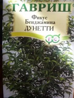 Семена фикуса