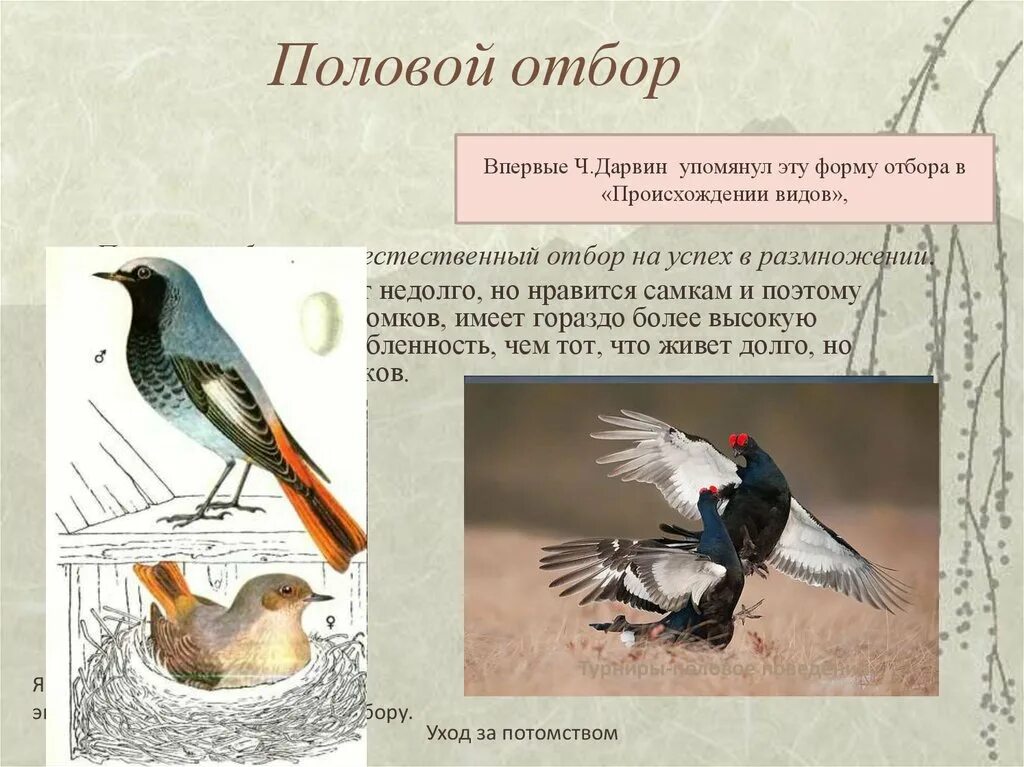 Значение полового отбора. Значение полового отбора