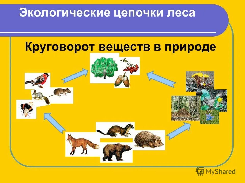 Экологическая цепочка. Экологическая цепочка в природе. Экологическая цепочка леса. Экологическая цепочка в природе для дошкольников.