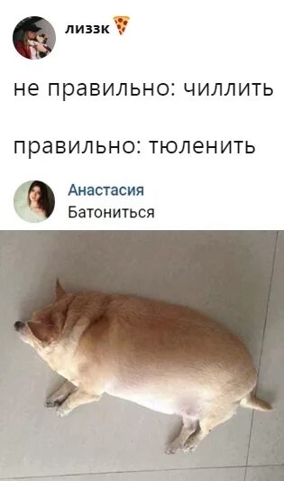 Котик батониться. Батониться. Батониться. Батониться. Батониться мем.