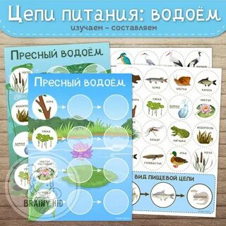 Схемы цепей в водоеме
