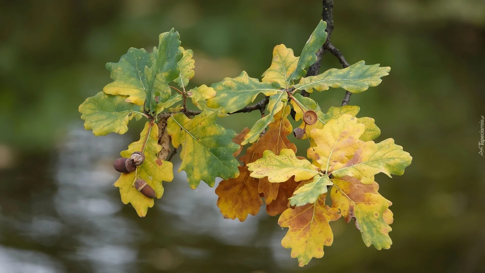 дубовые ветки в сербии. бадняк дерево. листва дуба. дубовая ветвь. дубовая ветка.