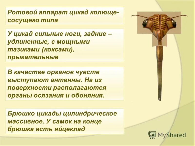 значение слова уходить. слова, которые покинули русский язык. диалекты сибири примеры. новые значения старых слов. слова вышедшие из обихода.
