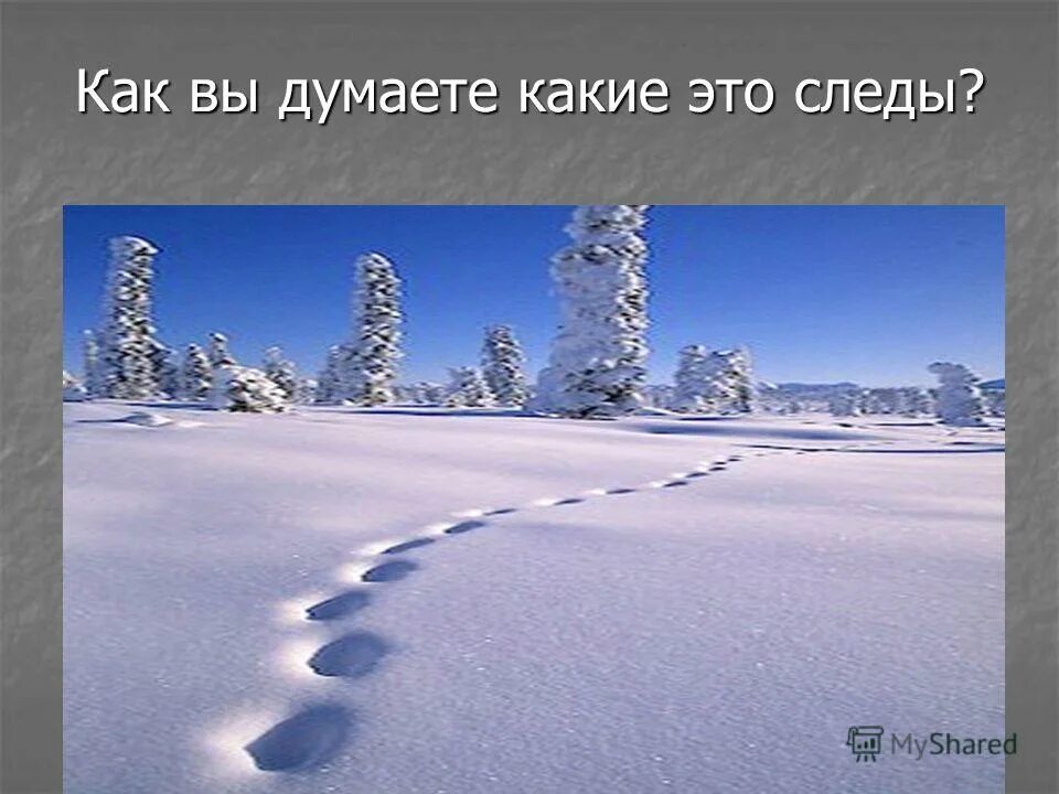 сочинение на тему зимний лес. каким я видел снег. какой бывает снег описание. каким я видел снег. на белой скатерти снегов видны следы рыси.