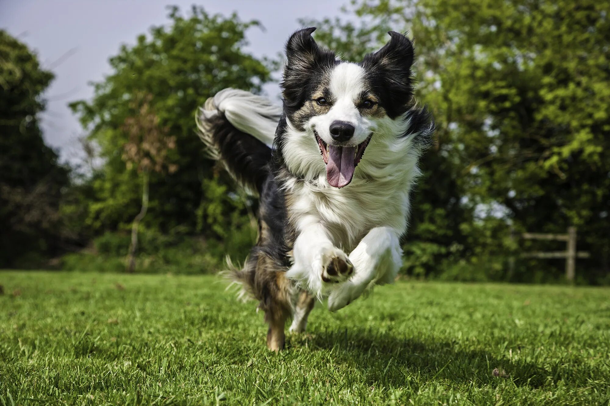 Good pets than dogs. Бордер-колли. Бордер колли щенки. Бордер колли взрослая. Бордер колли гладкошерстный.