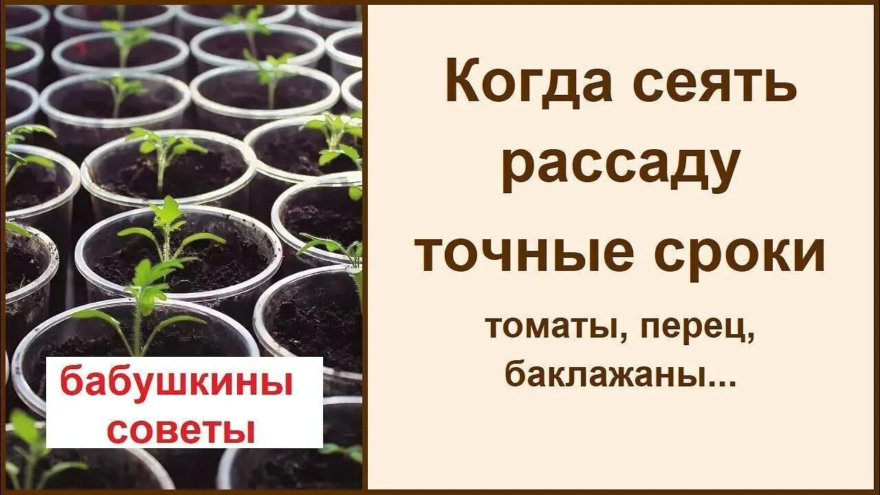 Посадка перца на рассаду. Сажаем семена томатов на рассаду. Посев семян для рассады перца на рассаду. Посадка помидор на рассаду. Посев рассады перца и помидор