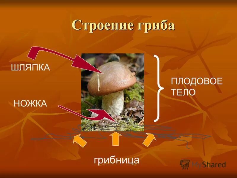 Шляпка гриба предложение. Шляпка гриба предложение