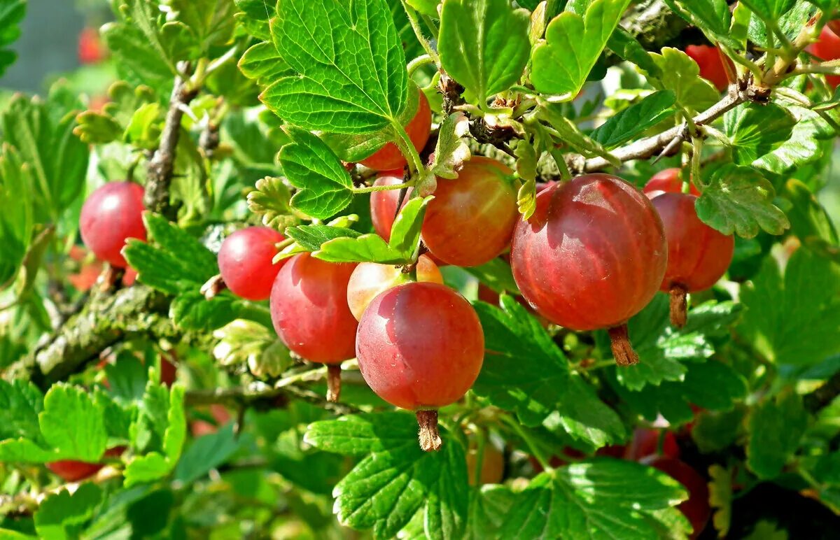 Крыжовник Хиннонмаки Грин. Крыжовник Олави. Крыжовник (ribes grossularia `Командор`). Крыжовник Фридония.