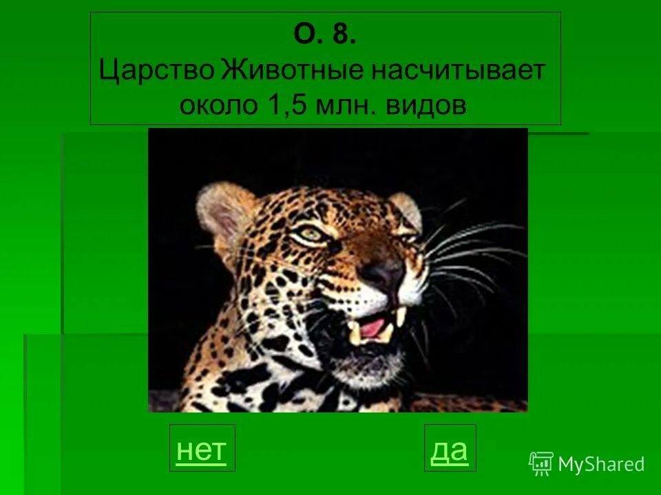Разнообразие царства животных. Общая характеристика царства животных. Царство животные насчитывает видов. Общая характеристика царства животных. Царство животные насчитывает видов.