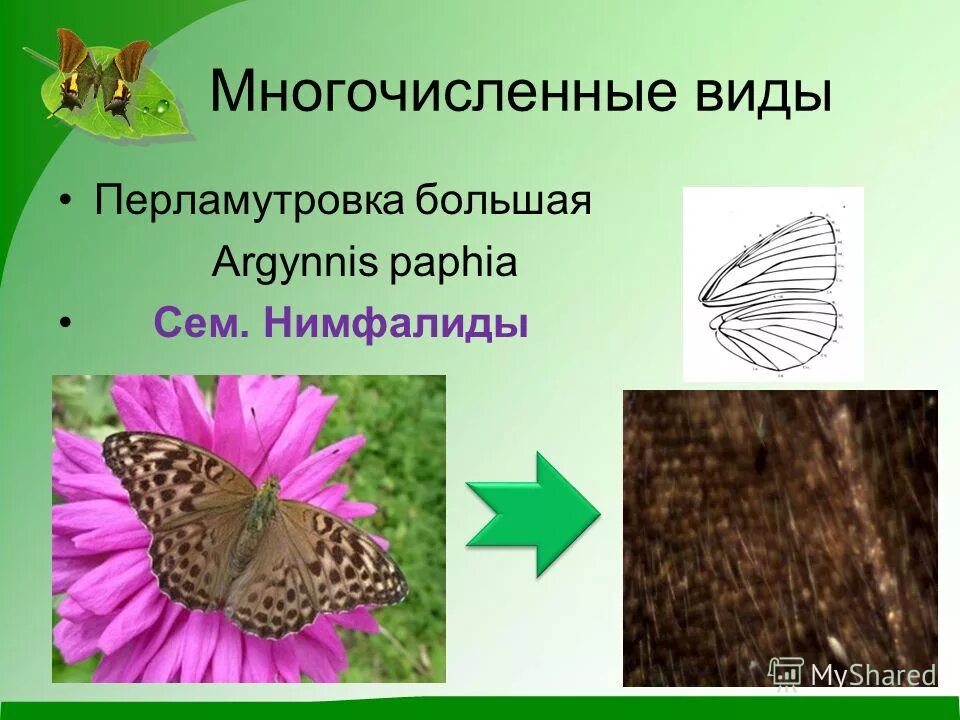Конечности чешуекрылых. Среда обитания чешуекрылых. многочисленные виды. самый многочисленный вид животных. нимфалиды к какому отряду относится.