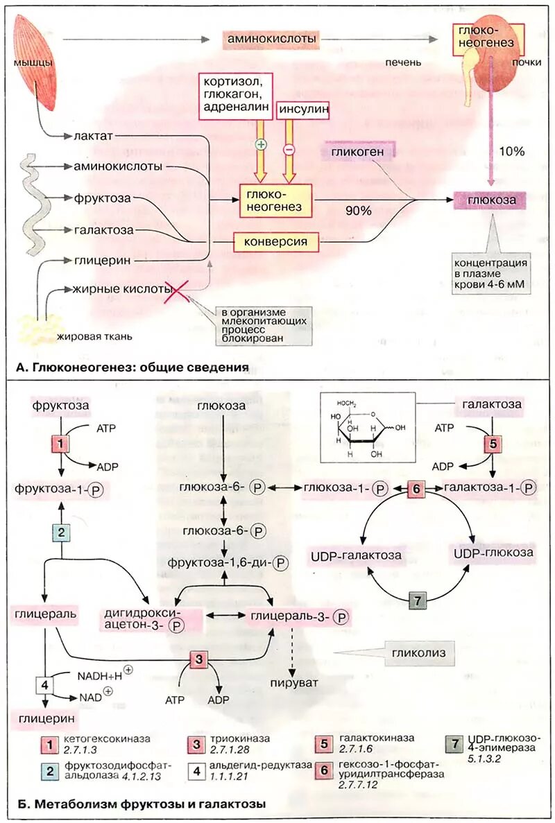 Углевод в печени человека. Обмен фруктозы биохимия схема. Углеводный обмен схема биохимия. Схема метаболизма углеводов биохимия. Обмен Глюкозы биохимия схема.